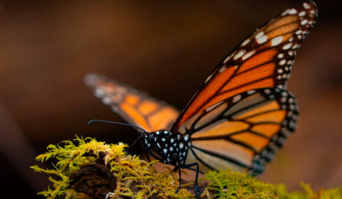 ¡Visita uno de los Santuarios de la Mariposa Monarca que hay en el EdoMéx! Checa los detalles