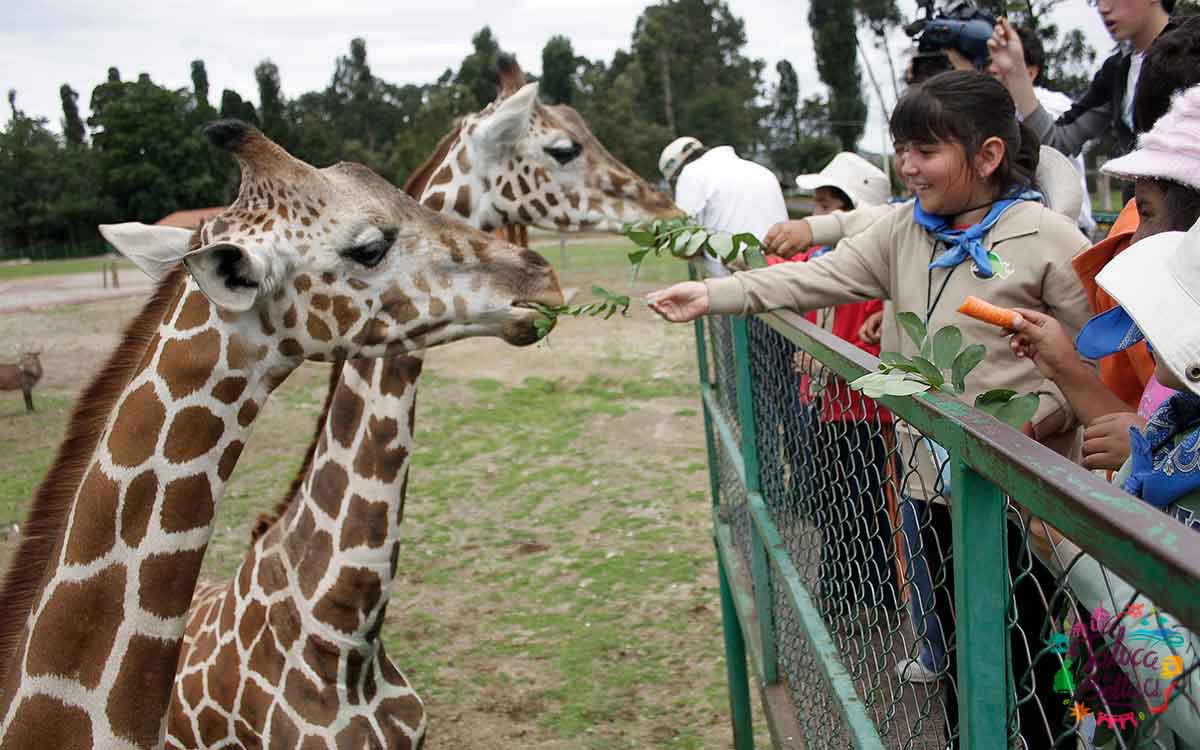 ¿Qué día del 2023 abrirá nuevamente el Zoológico de Zacango?