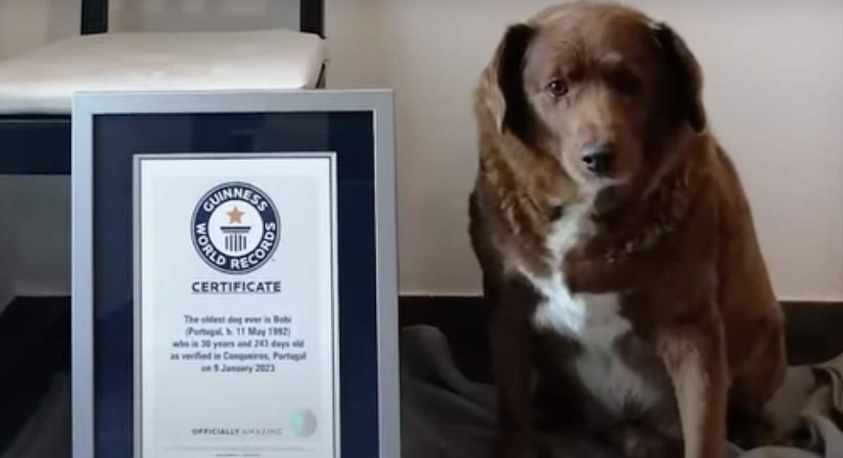 ¡El perro más viejo del mundo rompe Récord Guinness! Acá la historia