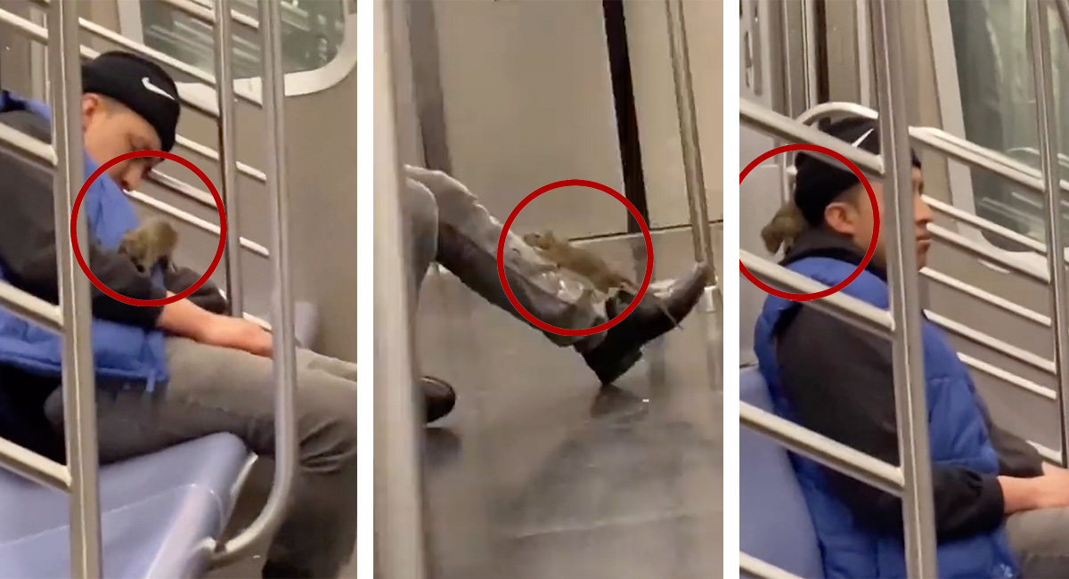 Hombre se durmió en el metro de Nueva York y se le subió una rata