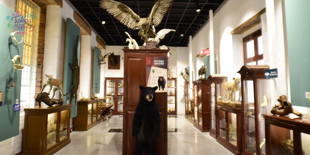 Visita las momias de Toluca ¿En que museo se encuentran?